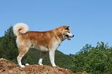 AKITA INU 447